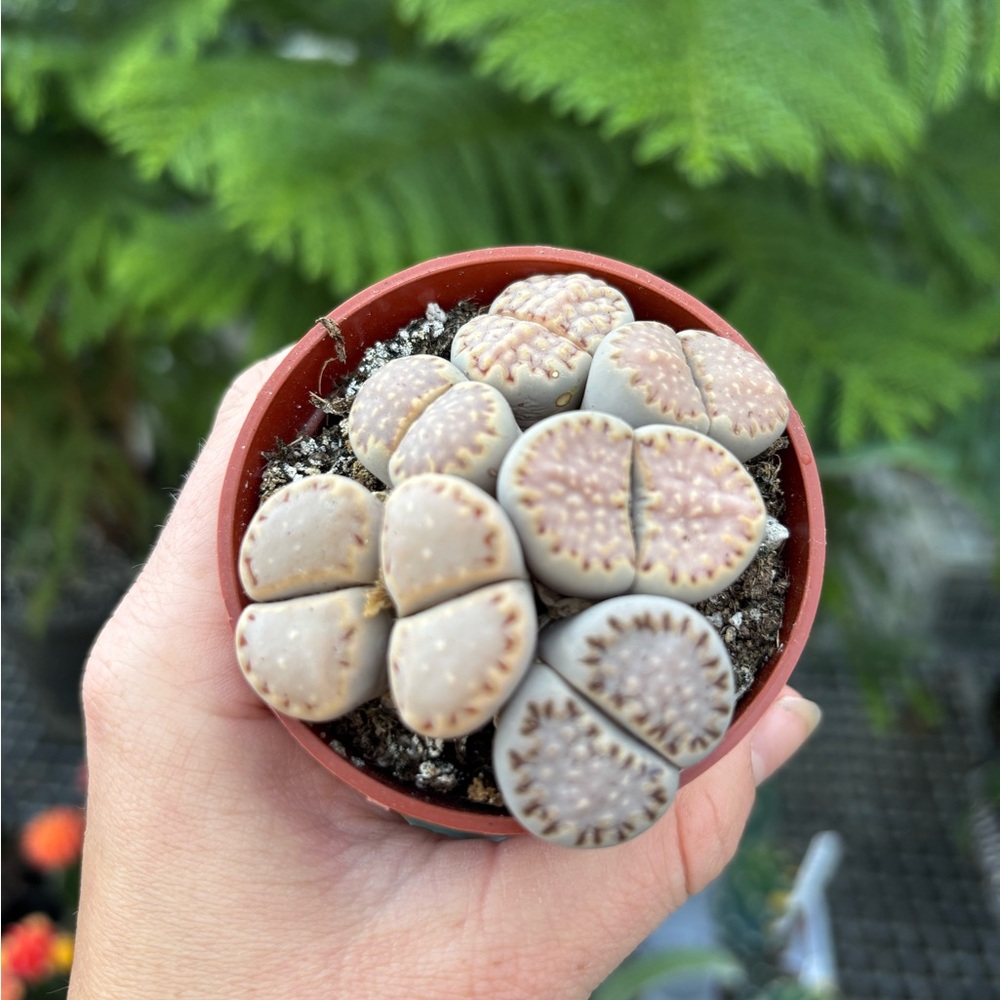 Natural Stone-Like Succulent for Reptile Habitats